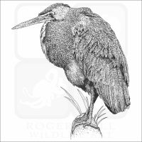 Bare-Throated Tiger Heron