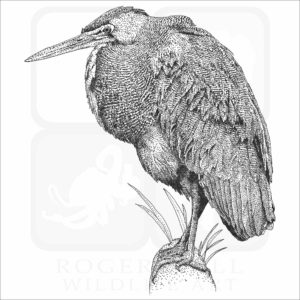 Bare-Throated Tiger Heron