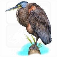 Bare-Throated Tiger Heron illustration