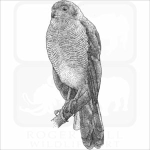 Barred Forest Falcon