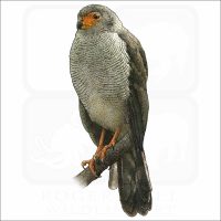 Barred Forest Falcon illustration