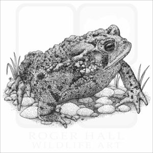Eastern American Toad