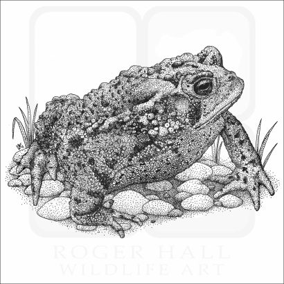 Eastern American Toad