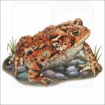 Eastern American Toad illustration
