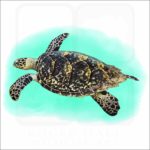 Hawksbill Sea Turtle illustration
