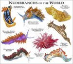 Nudibranchs of the World print