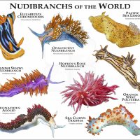 Nudibranchs of the World print