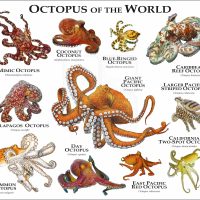 Octopus of the World Print