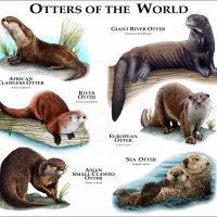Otters of the World print