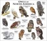 Owls of North America print