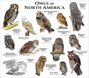 Owls of North America print