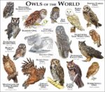 Owls of the World print