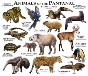 Animals of the Pantanal print