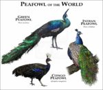 Peacocks of the World print