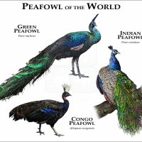 Peacocks of the World print