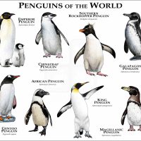 Penguins of the World poster