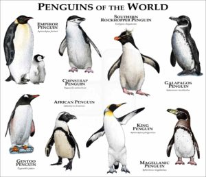 Penguins of the World poster