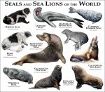 Seals and Sea Lions of the World print