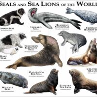 Seals and Sea Lions of the World print