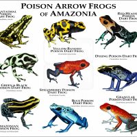 Poison Arrow Frogs of Amazonia print