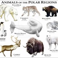 Animals of the Polar Regions print