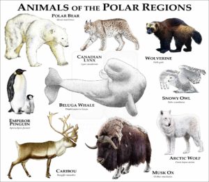 Animals of the Polar Regions print