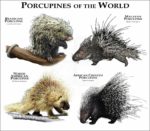 Porcupines of the World Print