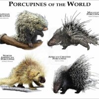 Porcupines of the World Print