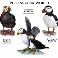 Puffins of the World print