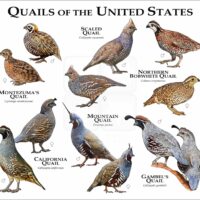 quails of the United States poster