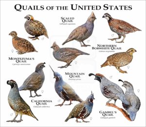 quails of the United States poster