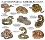 Rattlesnakes of North America print