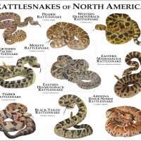 Rattlesnakes of North America print