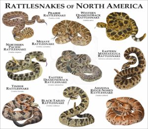 Rattlesnakes of North America print