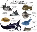 Rays of the World's Oceans print