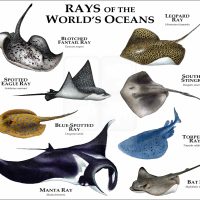 Rays of the World's Oceans print