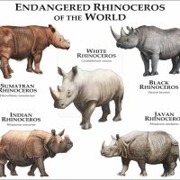 Endangered Rhinoceros of the World print
