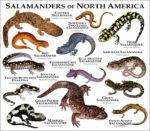 Salamanders of North America print