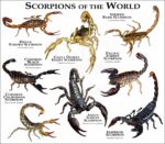 Scorpions of the World print