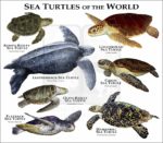 Sea Turtles of the World print