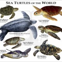 Sea Turtles of the World print