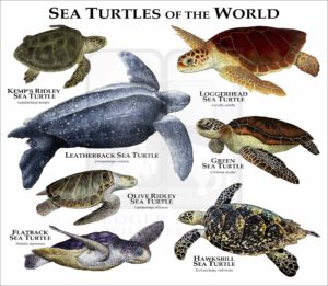 Sea Turtles of the World print