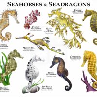 Seahorses of the World print