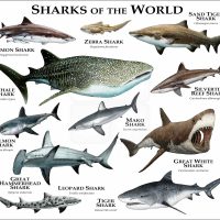 Sharks of the World print
