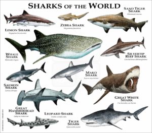 Sharks of the World print