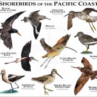 Shorebirds of the Pacific Coast print