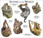 Sloths of the World print
