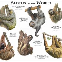 Sloths of the World print