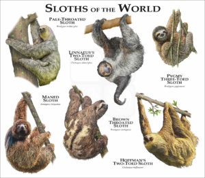 Sloths of the World print
