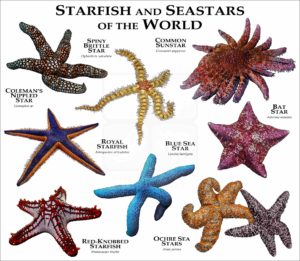 Starfish and Seastars of the World print